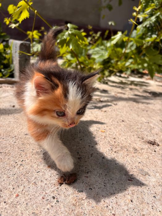 Отдаю котят в добрые руки