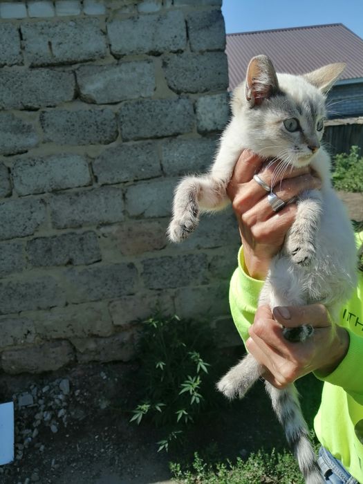 Отдам в добрые руки. Находимся на КСК