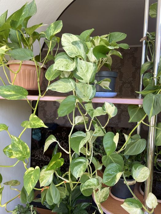 Продам вьющиеся растения(сциндапсус пятнистый)