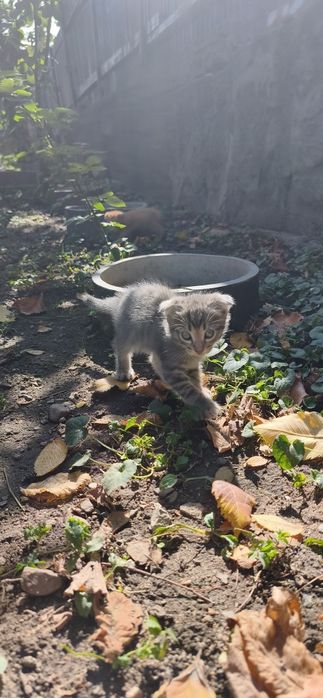 Отдам котят в хорошие руки