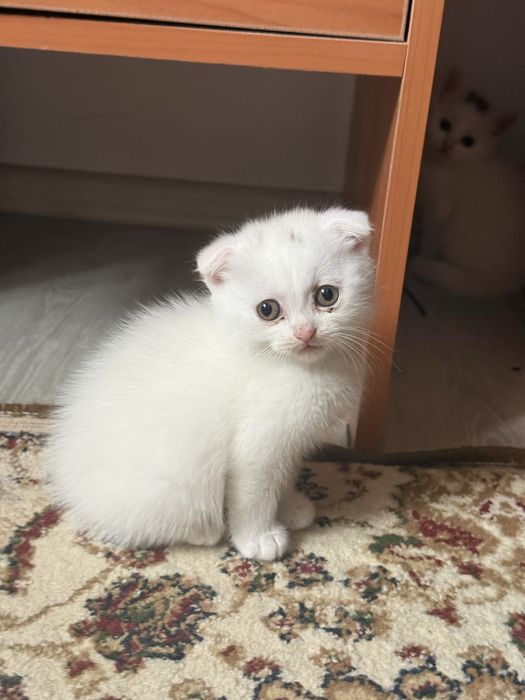 Шотландские красавцы