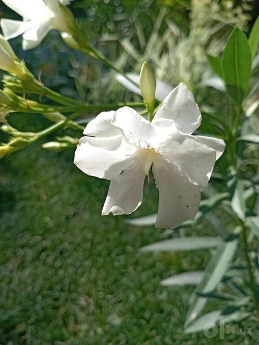 Олеандр белый, полумахровый (Nerium oleander) — 70 см