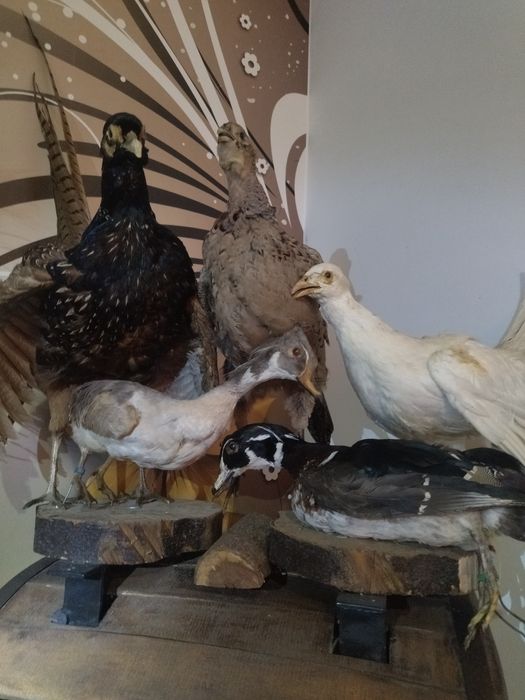 Păsări  împăiate