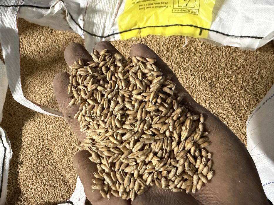 Vand triticale cu certificat ECO!
