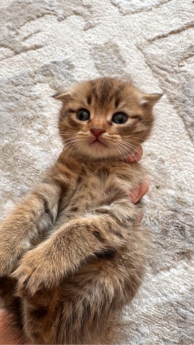 Котенок вислоухии