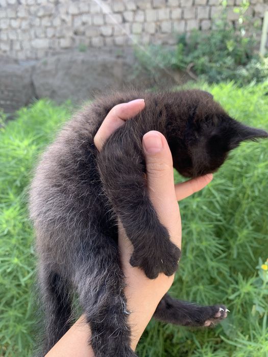 Котенок мальчик