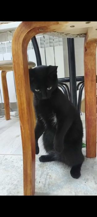 Маленькая кошечка ищет свой дом