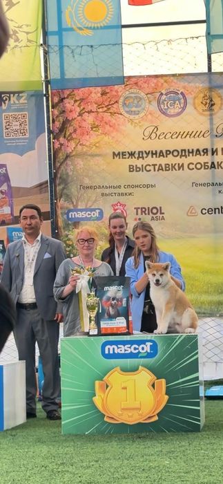 Акита ину мальчик