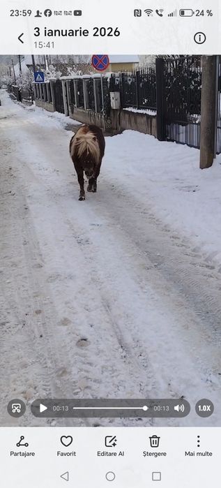 Mini ponei vârstă 3 ani