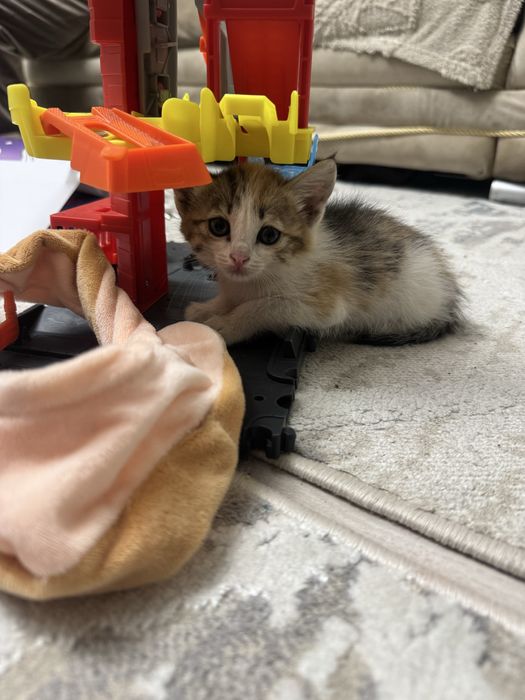 Котенок девочка крысоловка