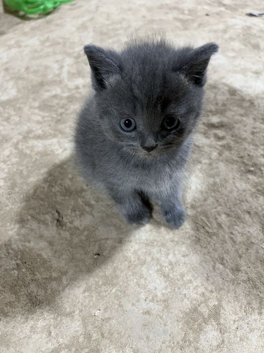 Scottish fold stray mushukcha