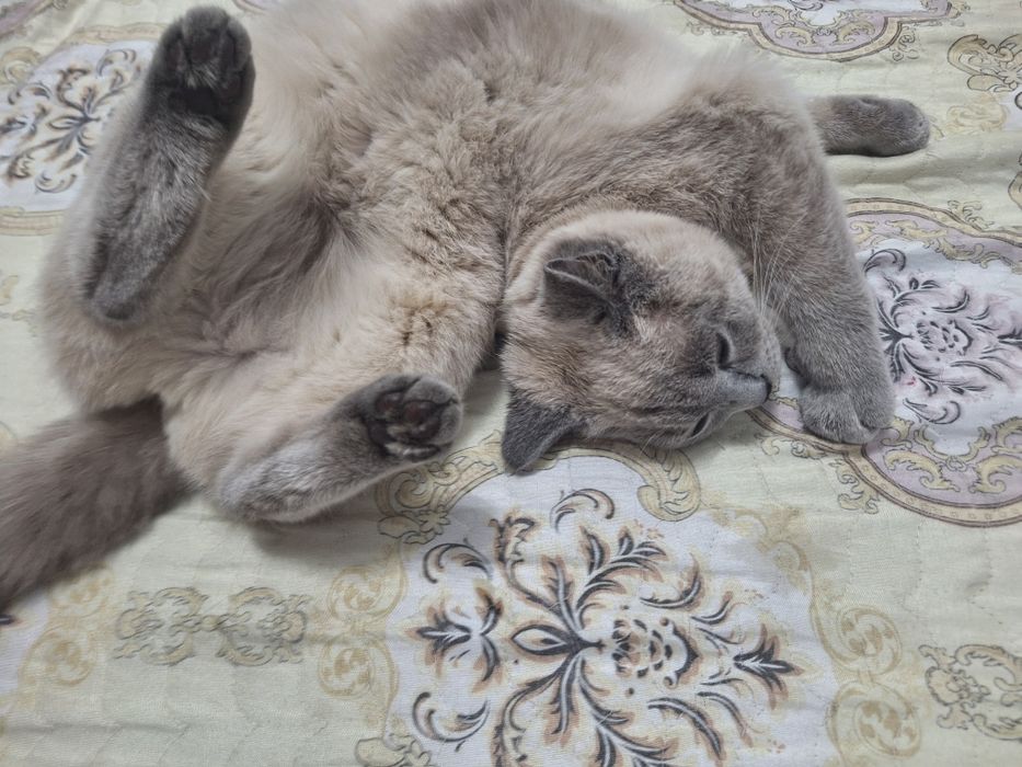 британские кироткашерска