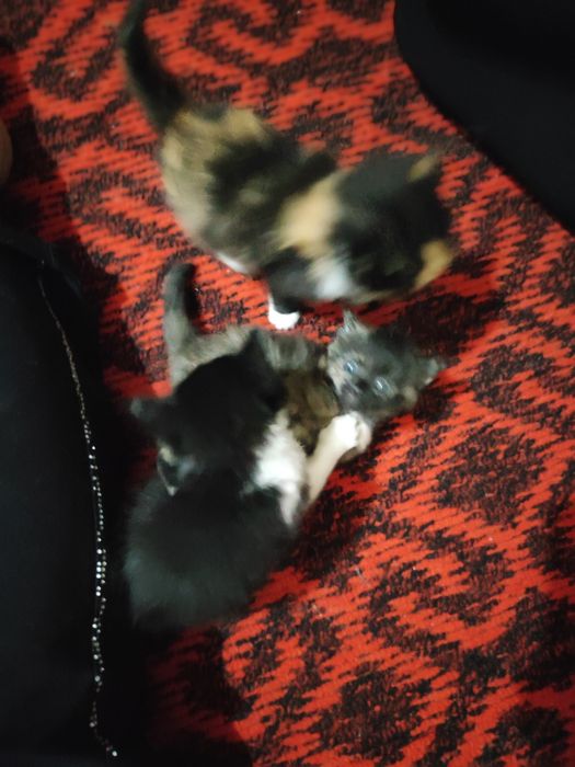 Mushukchalar sotiladi shoshiling