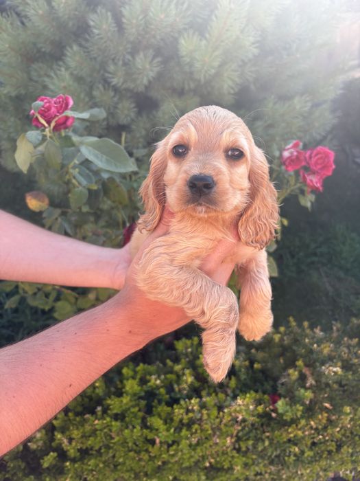 Cocker Spaniel Superb