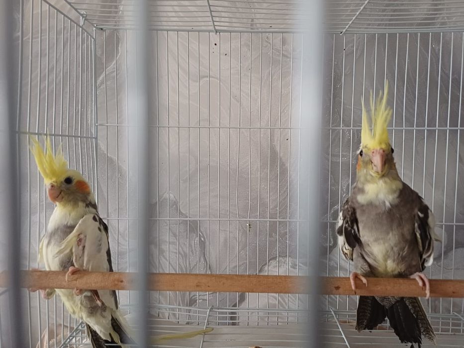 Продам попугаев корелл