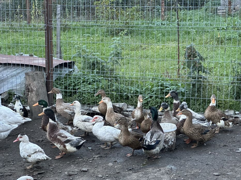 Rate si gaste de vanzare