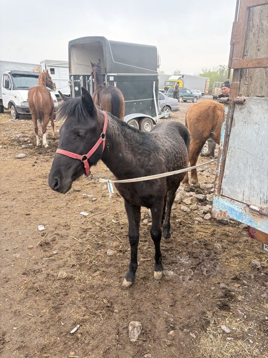 Продам  тайчика