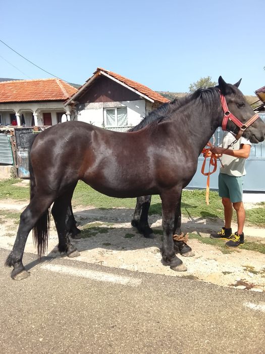 Mânză neagră semi-grea