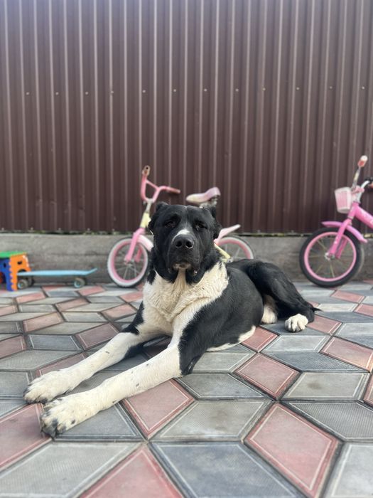 пропала собака Алабай