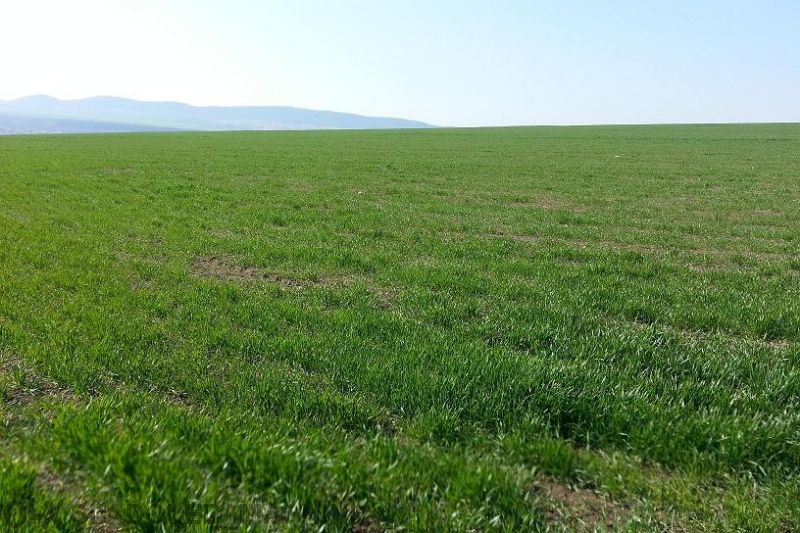 Топ Цена 22 €/кв.м! Обширен парцел пред регулация в с.Александрово