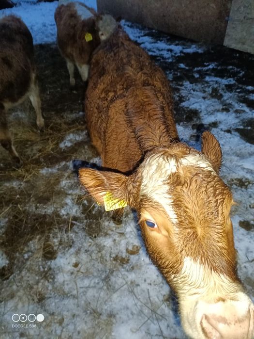 De vînzare 4 vițele