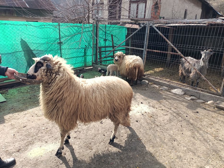 Se vinde berbec Metis