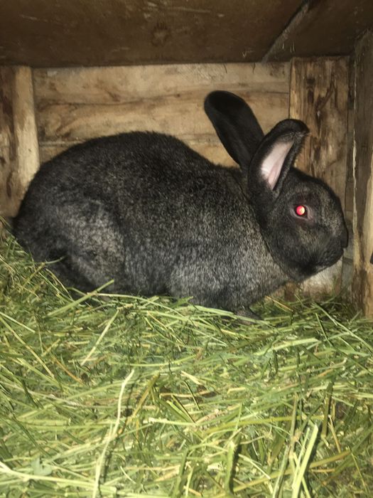 Крол рабочий крупный