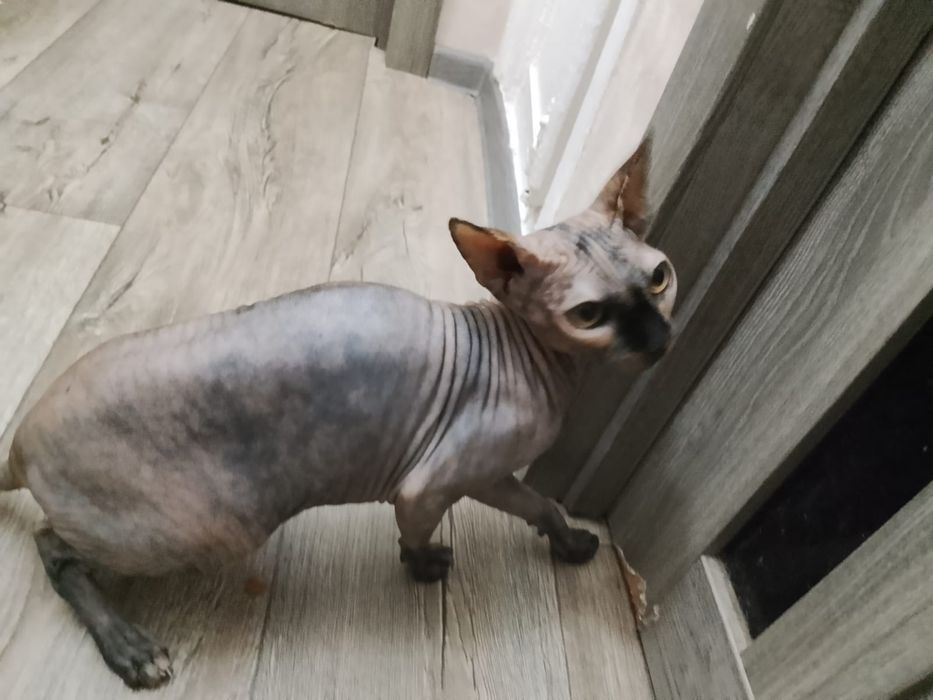 Отдам в добрые руки кошечку