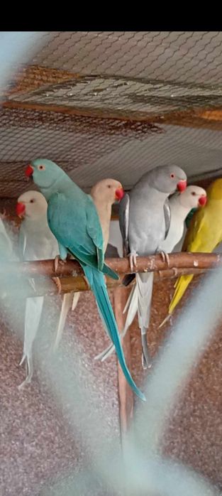 Vând micul Alexandru blânzi  și maturi  de reproducere