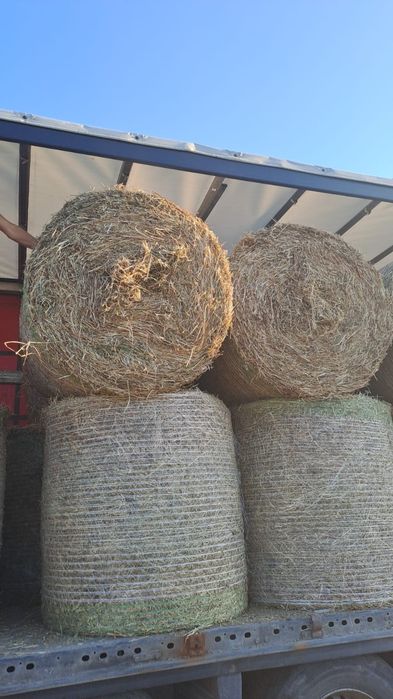 Baloti Lucerna sau fan Livrare la TIR min 40 rotunzi sau 500 dreptunghiulari Transport inclus RO HU Nu dam la bucata  szénabálák