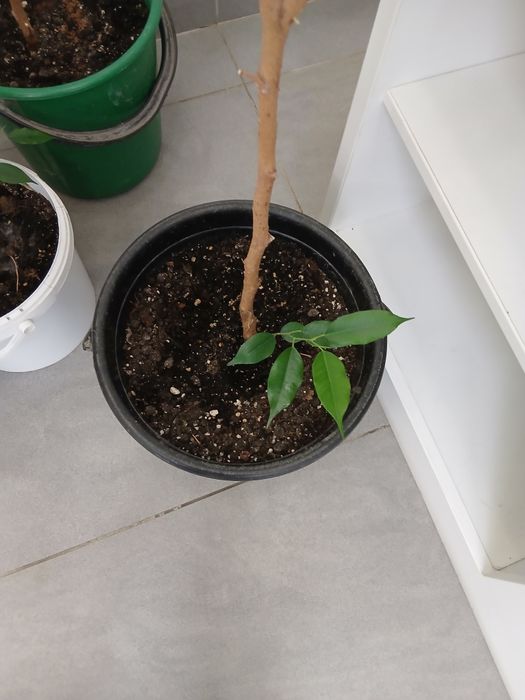 Продам цветы цветы