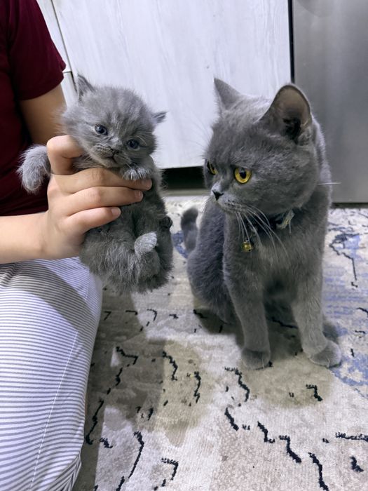 Отдам котят бесплатно, породистые (мама британка)