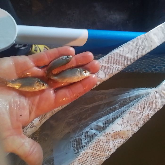 Продам малька сеголетка карп,сазан 220 тг.