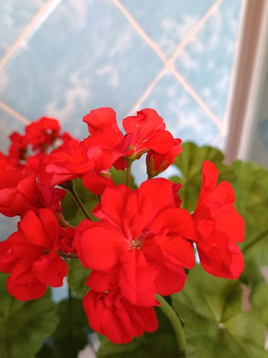 Продам герань с горшочками