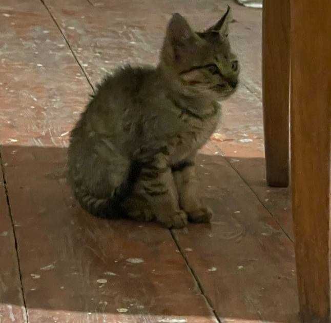 Uy pishagi asli uzbek/tojik