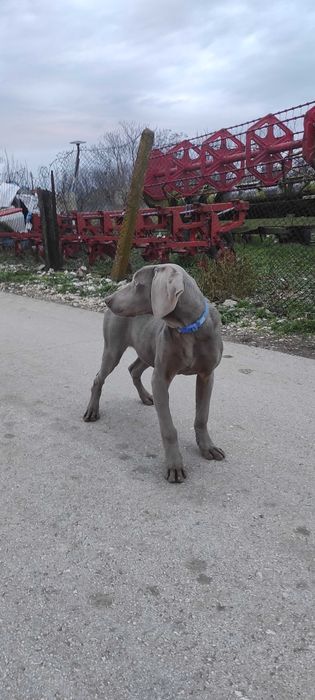 Ваймаран мъжко 7 месеца