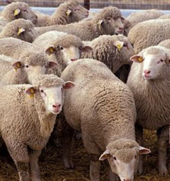 Баран Кой токты токтушки сатылада