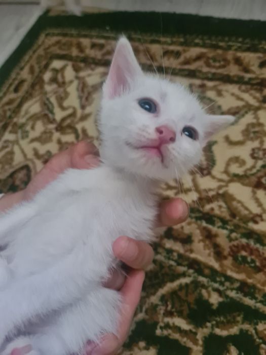 әдемі мысықтар мақтаймын