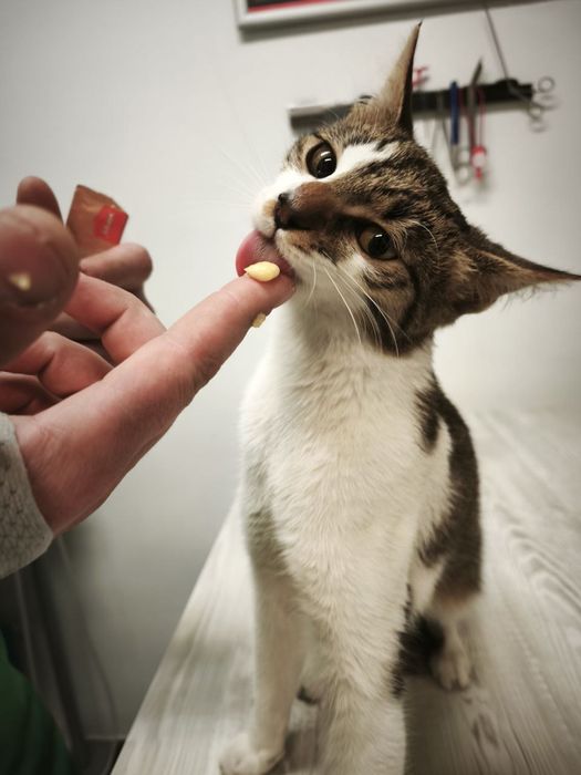 Подарявам женско коте ^^