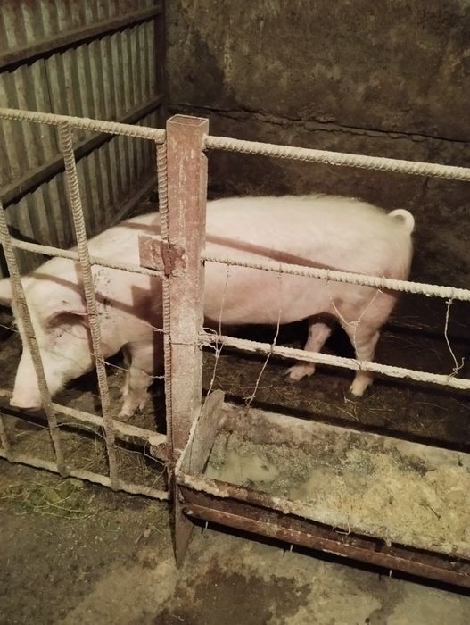 Продам кабанов на племя