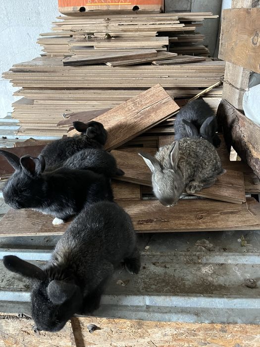 Femela urias german cu pui