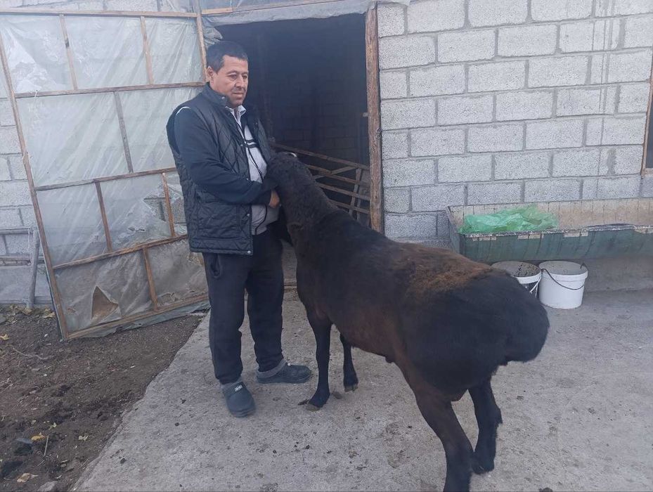 Насили кўчқорлар сотилади