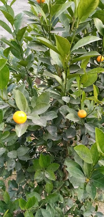 Декоратив Цитрон (японски мандаринча)