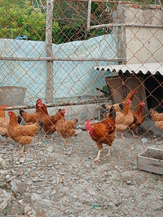 Венгерские велекан парода товук жужалари сотилади