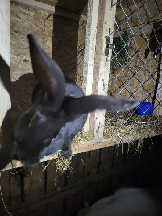 Iepure fluture german negru,mascul