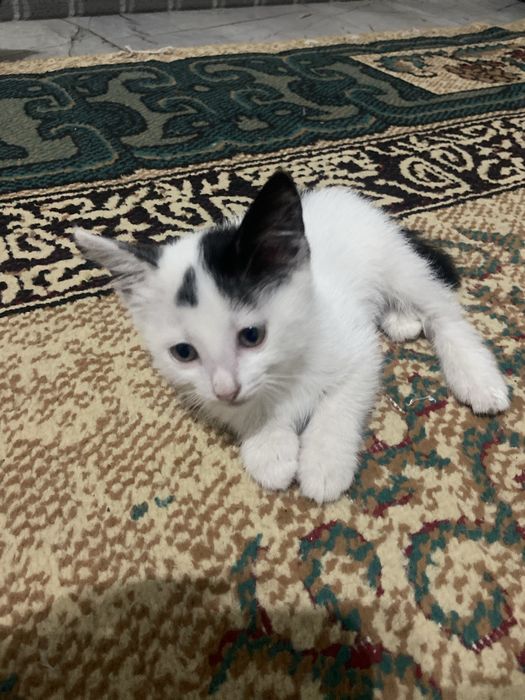 Милые котята в добрые руки