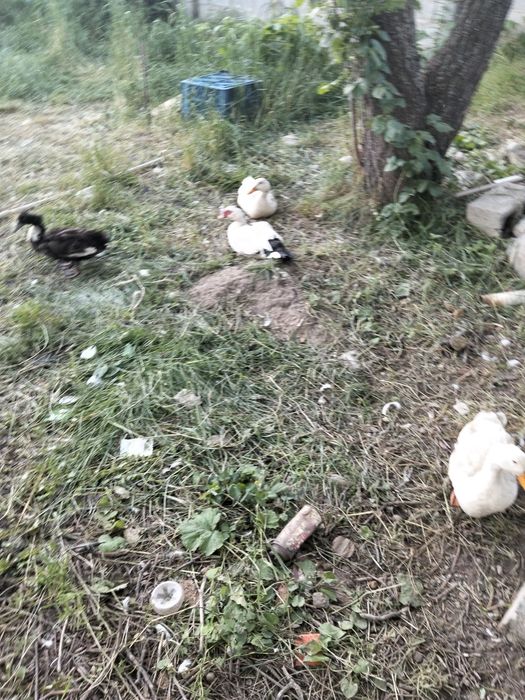 Утка сатылады 4000 мың