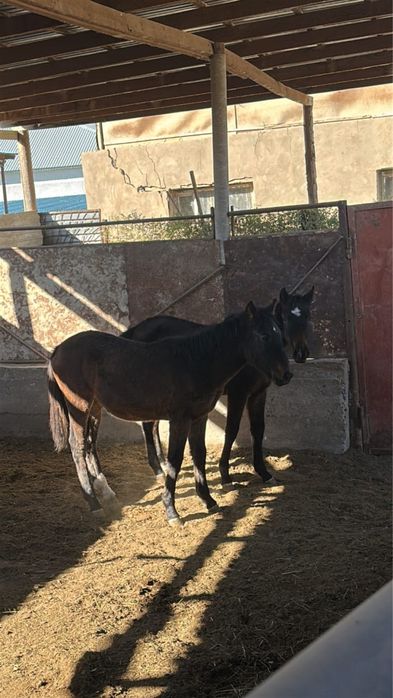 Асылтұқымды Жылқы сатылады