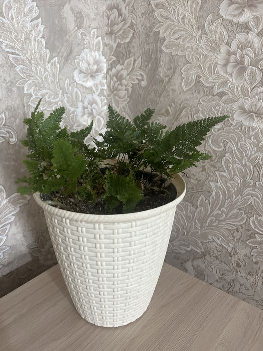 Продается комнатные растения