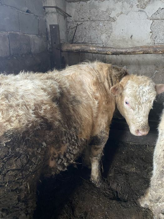 Бычки аулекольской проды